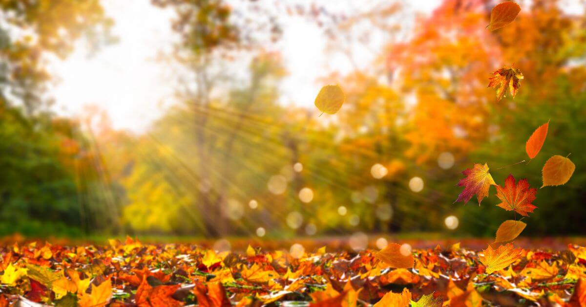Te vajon az ősz típusba tartozol?